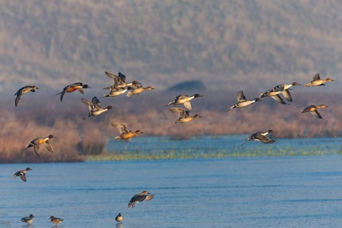 Pintails (Anas acuta), flock of birds in flight over a lake, island of Texel, Holland