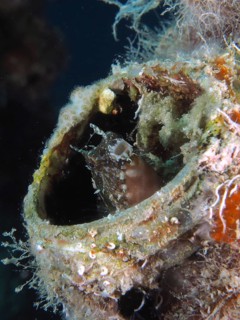 A small sabre-toothed blenny (Petroscirtes mitratus) looks out of a plastic canister surrounded by