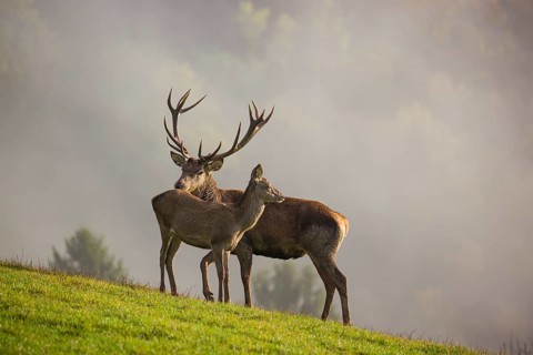 A red deer stag (Cervus elaphus) and a hind are standing in a meadow in hilly terrain. A forest