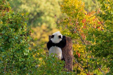 A Giant Panda, cub, ailuropoda melanoleuca, climbs up a dead tree