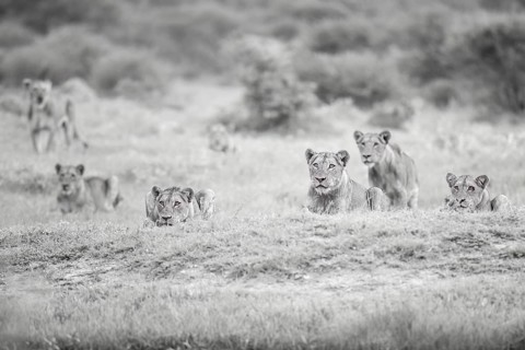 African Lion (Panthera Leo) pride of lions, Limpopo, South Africa