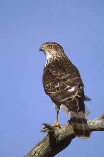 Cooper's Hawk (Accipiter cooperii), New Jersey, USA