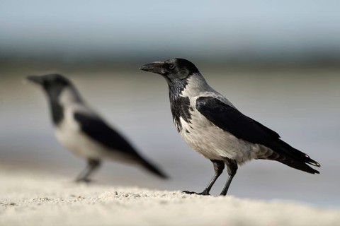 Hooded Crow (Corvus cornix), Mecklenburg-Western Pomerania, Germany