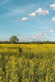 A field with yellow flowers and a tree in the centre. The sky is blue with some clouds. Bas Rhin,