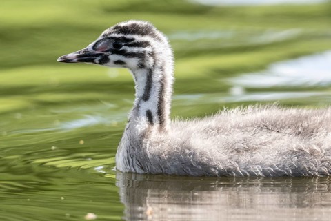 Young great crested grebe (Podiceps cristatus), Emsland, Lower Saxony, Germany