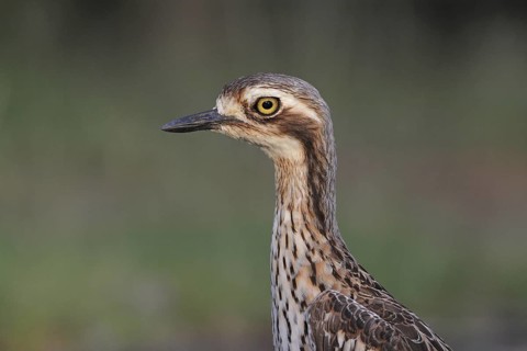 Bush Stone-curlew (Burhinus grallarius), Darwin, Australia