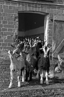Goats (Capra aegagrus f. hircus) . Goat lambs in front of a stable door, organic farm, black and