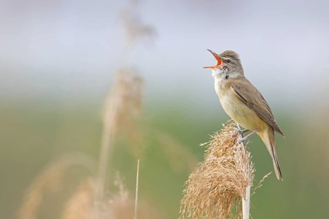 Reed warbler, (Acrocephalus arundinaceus), reedbed perch, biotope, habitat, animals, birds,