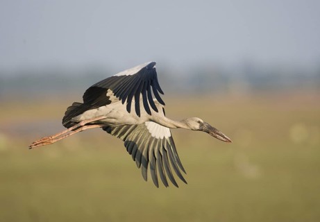 Asian Openbill (Anastomus oscitans) flying, Bueng Boraphet, Thailand