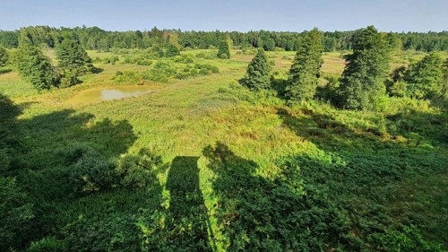 Green meadow landscape with tall trees and shade in the foreground, view from the observation tower