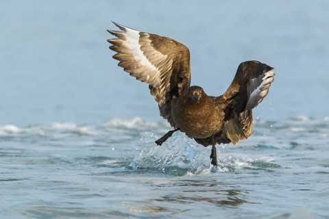 Brown (Subantarctic) Skua (Stercorarius antarcticus lonnbergi) swimming in the ocean in the