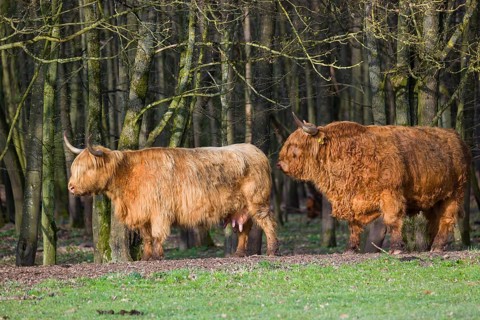 One Highland bull and a cow (Bos (primigenius) taurus) stand at a forest edge