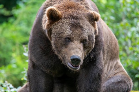 Brown bear (Ursus arctos) portrait, captive, Bavarian Forest National Park, Bavaria, Germany