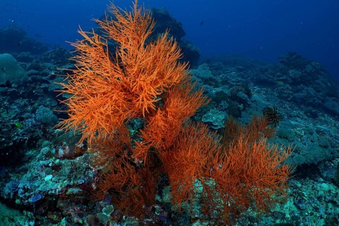 Bright orange coloured Black coral (Antipathes dichotoma) decorating the coral reef in a deep blue
