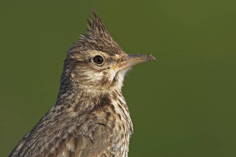 Crested Lark (Galerida cristata), Greece