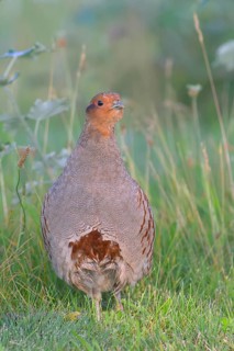 Gray partridge (Perdix perdix), standing in a meadow, wildlife, Ziggsee, Lake Neusiedl-Seewinkel