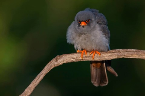 Red-footed Falcon, (Falco vespertinu), perching station, falcon family, Tower Hide, Tiszaalpár,