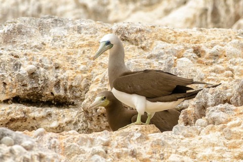 Brown Booby (Sula leucogaster), California, USA