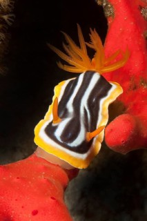 Pyjama star snail (Chromodoris quadricolor), nudibranch feeds on toxic finger-sponge (Negombata