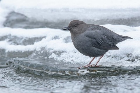 American Dipper (Cinclus mexicanus), British Columbia, Canada