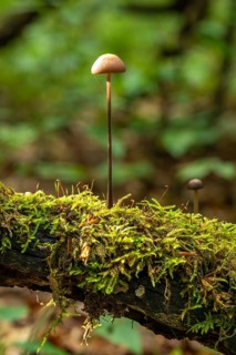 A single mushroom with a long stem (probably a Marasmius alliaceus) growing from a tree trunk