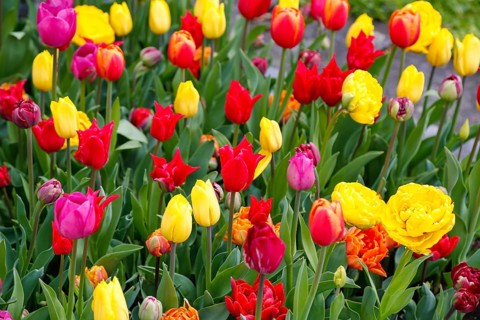 Gönninger tulip blossom, tulips (Tulipa), flowers, colourful, yellow, pink, red blossoms, spring