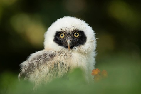 Spectacled Owl (Pulsatrix perspicillata) captive, juvenile, Germany