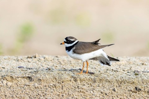 Common Ringed Plover (Charadrius hiaticula) foraging, North Rhine-Westphalia, Germany