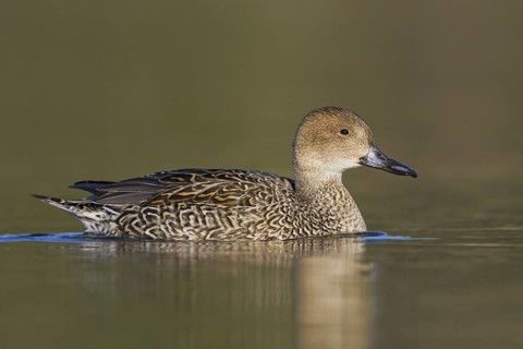Northern Pintail (Anas acuta) female, British Columbia, Canada
