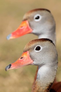 Black-bellied Whistling Duck (Dendrocygna autumnalis), Florida, USA