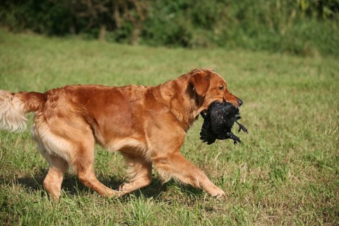 Hunting dog retriever retrieves shot crow (Corvus coroner), Allgäu, Bavaria, Germany