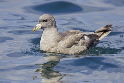 Northern Fulmar (Fulmarus glacialis), Washington, USA
