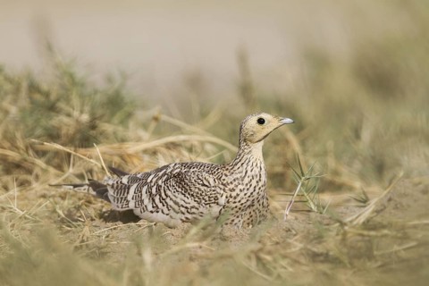 Chestnut-bellied Sandgrouse (Pterocles exustus) female, Oman