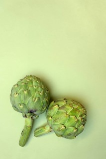 Artichoke, Cynara scolymus