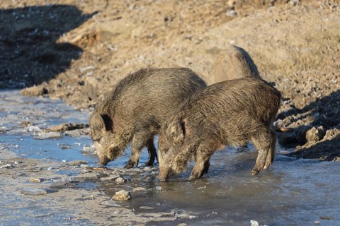 Wild boar or wild pig (Sus scrofa), walking on ice
