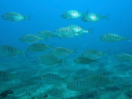 Marble bream (Lithognathus mormyrus)