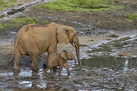 African forest elephants (Loxodonta cyclotis) in the Dzanga Bai forest clearing, Dzanga-Ndoki