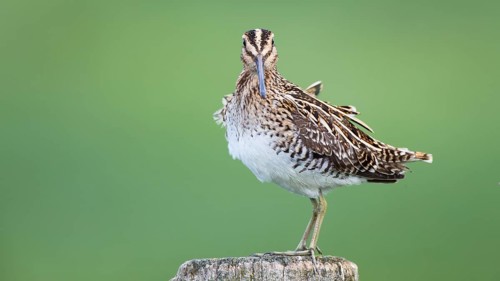 Common Snipe (Gallinago gallinago) perched on a post, Lower Saxony, Germany