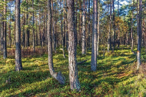 Tree trunks in a sunny pine forest landscape