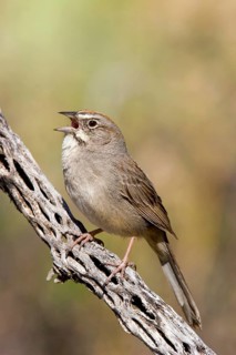 Rufous-crowned Sparrow Aimophila ruficeps Guadalupe Mountain National Park, Texas, United States 10