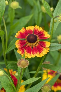Sunflower (Helenium 'Biedermeier'), RHS Garden Bridgewater, Great Britain