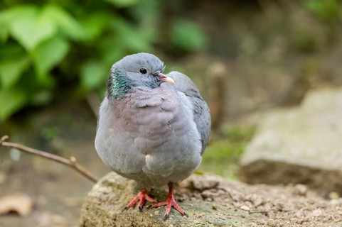 Common wood pigeon (Columba palumbus), dove, in a forest, Bavaria, Germany