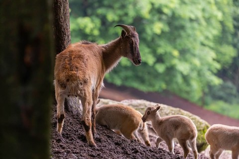 A female Himalayan tahr (Hemitragus jemlahicus) stands on a rock with a group of young. In the