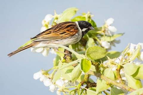 Reed bunting (Emberiza schoeniclus) ml Germany