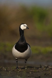 Barnacle Goose (Branta leucopsis), Schleswig-Holstein, Germany