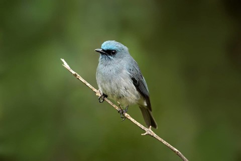 Dull-blue Flycatcher (Eumyias sordidus) perched on a twig, Horton Plains, Sri Lanka