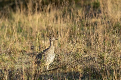 Perltinamu (Eudromia elegans) with erect feather cap, standing in dry grass vegetation, Río Negro