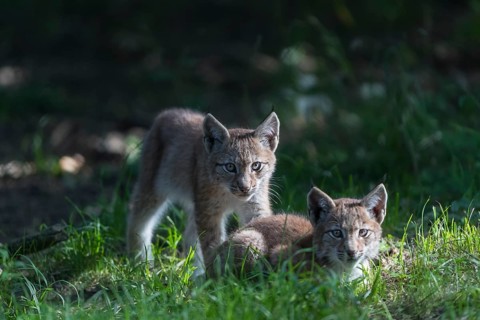 Eurasian lynx, Lynx lynx. Three young animals playing in green grass with a dark forest in the