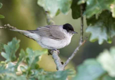 Eurasian Blackcap (Sylvia atricapilla) male, Mecklenburg-Western Pomerania, Germany