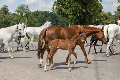 Kladruber horse, mare with foal, National Stud Farm Kladruby nad Labem